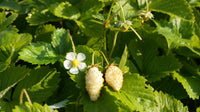 Fragaria vesca 'Alpine Yellow'