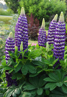 Lupine 'Blacksmith'