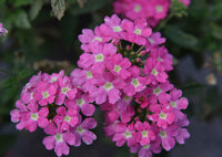 Verbena Pink