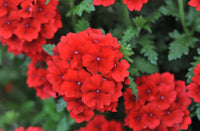 Verbena Red