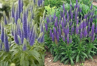 Veronica 'Sunny Border Blue'