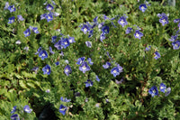 Veronica peduncularis 'Georgia Blue'