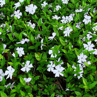 Vinca minor 'Alba'