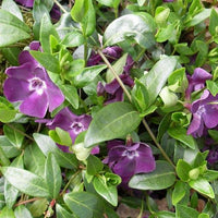 Vinca minor 'Atropurpurea'