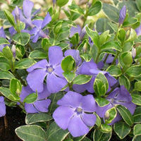 Vinca minor 'Ralph Shugert'