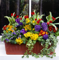 Spring Bulb Mix Window Box Planter
