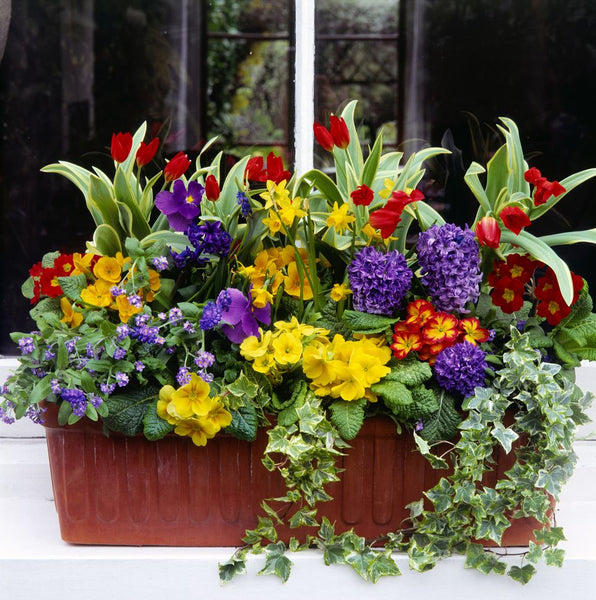 Spring Bulb Mix Window Box Planter