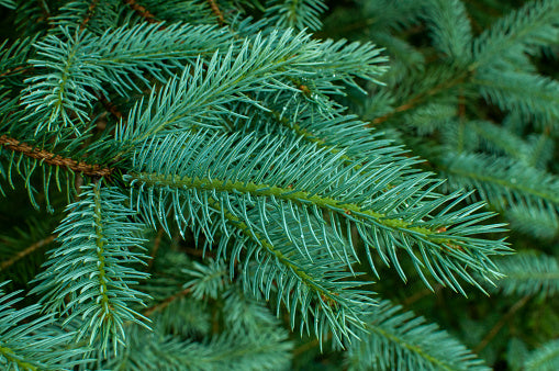 White Spruce (NEW)