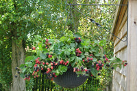 Wild Berry Hanging Basket
