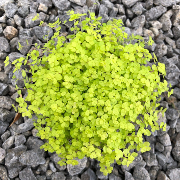 Soleirolia soleirolii 'Aurea'