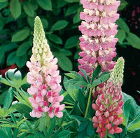 Lupines 'Gallery Series Pink'