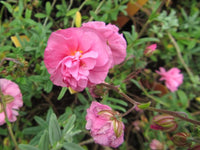 Helianthemum 'Annabel'