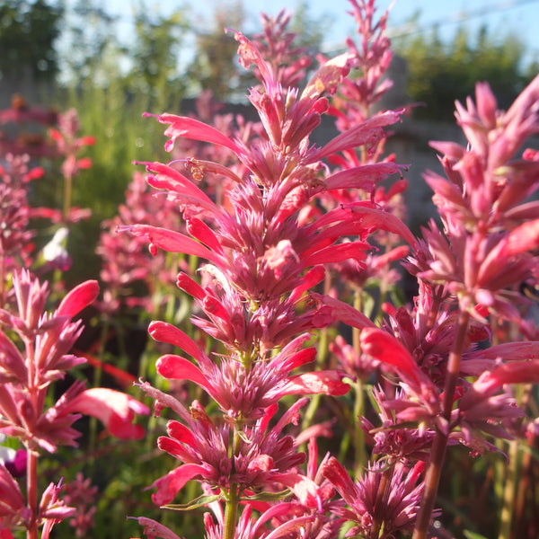 Agastache 'Red Fortune'