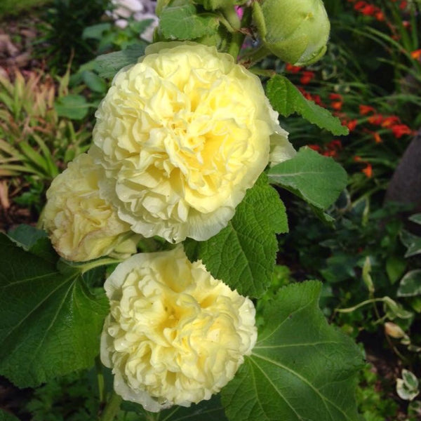Alcea rosea 'Chaters Yellow'