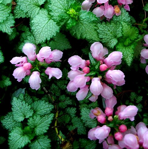 Lamium Pink Pewter