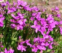 Arabis 'Spring Charm'