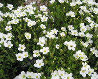 Arenaria montana