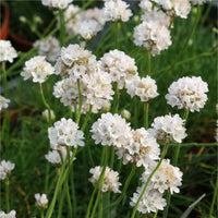 Armeria maritima 'Alba'