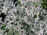 Artemisia 'Silver Brocade'