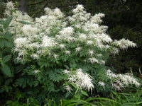 Aruncus dioicus