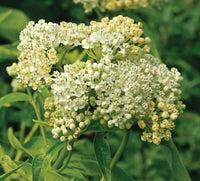 Asclepias incarnata 'Ice Ballet'