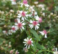 Aster 'Prince'