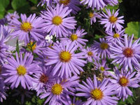 Aster 'Prof. Kippenberg'