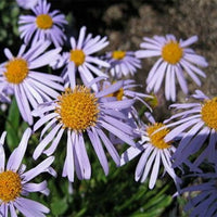 Aster 'Wartburg Star'