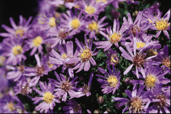 Aster 'Wood's Blue'