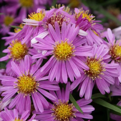 Aster 'Wood's Pink'