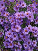 Aster 'Wood's Purple'