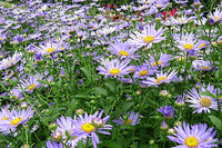 Aster frikartii 'Monch'