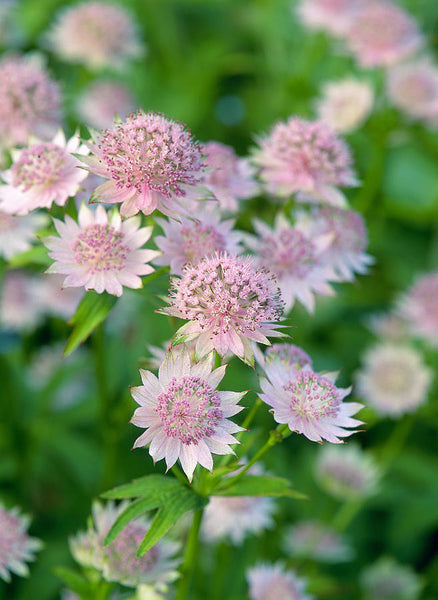 Astrantia major 'Rosea'