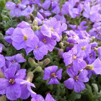 Aubrieta 'Cascade Blue'