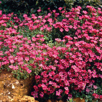 Aubrieta 'Cascade Red'