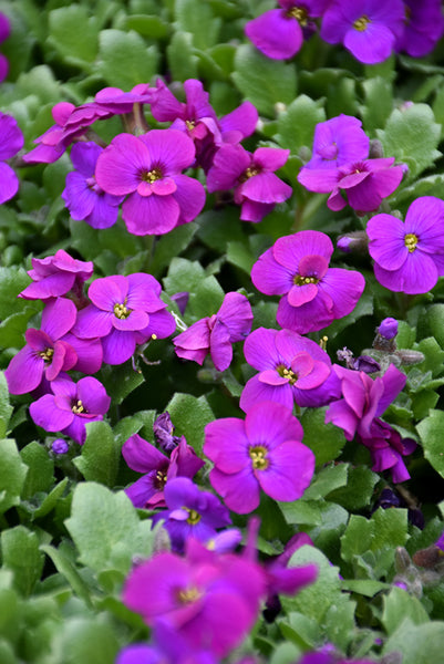 Aubrieta X 'Axcent Purple'