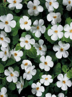 Bacopa White