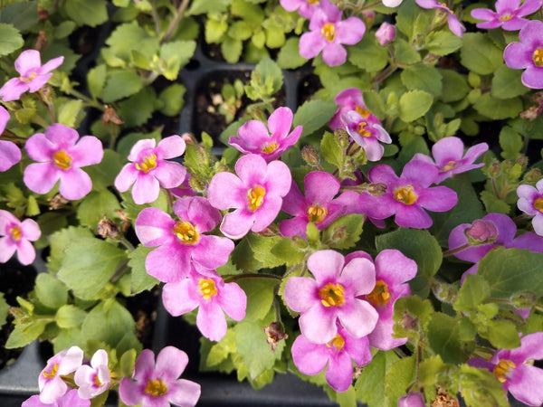 Bacopa Pink