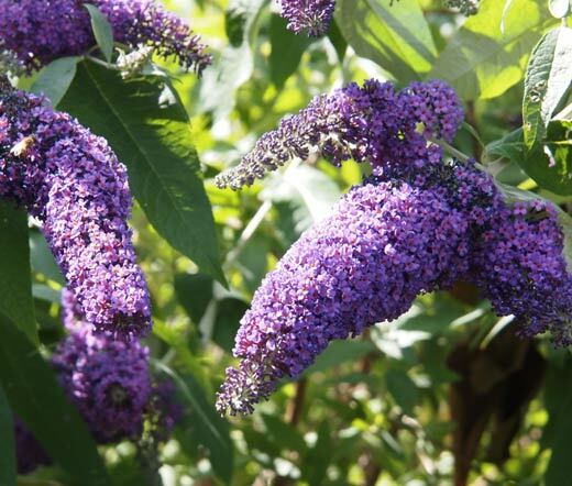 Buddleia davidii