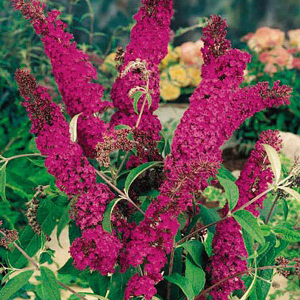 Buddleia davidii 'Royal Red'