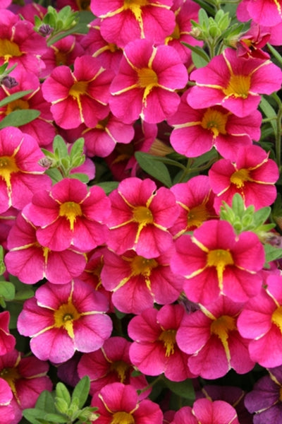 Calibrachoa Cherry