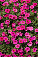 Calibrachoa Pink