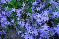 Campanula 'Blue Waterfalls'