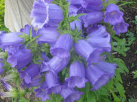 Campanula 'Medium Blue'