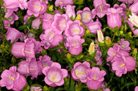 Campanula 'Medium Pink'