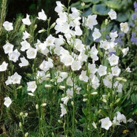 Campanula 'Medium White'