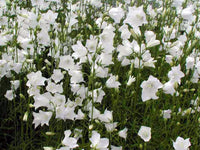 Campanula persicifolia 'Alba'