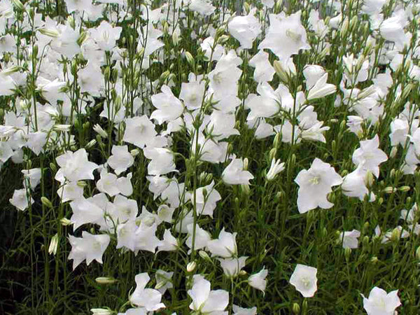 Campanula persicifolia 'Alba'