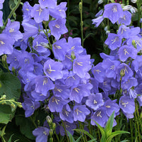 Campanula persicifolia 'Telham Beauty'