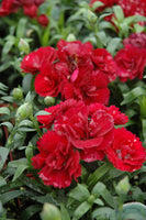 Carnation 'Scarlet'